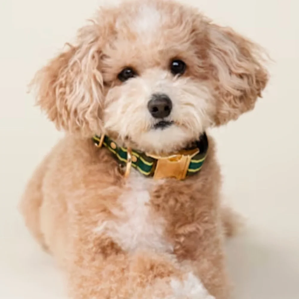 NWT Harry Barker striped dog collar M